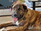 Adopt Shunka - Adoption Sponsored! a Brindle - with White Dutch Shepherd / Mixed