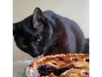 Adopt Chloe and Arya a All Black American Shorthair / Mixed (short coat) cat in