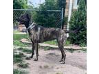 Adopt Trudy a Dutch Shepherd / Mixed dog in Laingsburg, MI (41450052)
