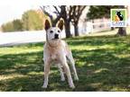 Adopt Chestnut a Australian Cattle Dog / Mixed dog in Salt Lake City