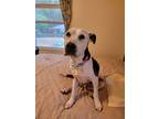 Adopt Merida a Black - with White Terrier (Unknown Type, Medium) / Bull Terrier