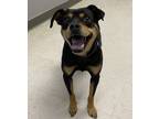Adopt Stella a Brown/Chocolate Rottweiler / Mixed Breed (Medium) / Mixed (short