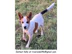 Adopt Tank a White - with Red, Golden, Orange or Chestnut Australian Cattle Dog