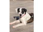 Adopt Latte a Boxer dog in Irwin, PA (41418868)