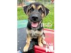 Adopt Willie a Husky / Mixed Breed (Medium) / Mixed dog in Magnolia