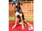 Adopt Biscotti a Pointer / Hound (Unknown Type) / Mixed dog in Magnolia