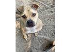 Adopt Abe a Black Black Mouth Cur / Terrier (Unknown Type