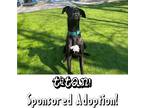 Adopt Titan a Black Great Dane / Mixed dog in Suffolk, VA (40146339)
