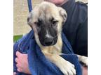 Adopt Zorua a Tan/Yellow/Fawn - with Black Anatolian Shepherd / Great Pyrenees