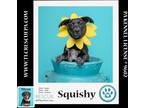 Adopt Squishy (Caryn's Monsters Inc Pups) 012724 a Black - with White Dachshund