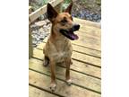 Adopt Tuck a Tan/Yellow/Fawn German Shepherd Dog / Mixed Breed (Medium) / Mixed