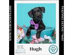 Adopt Hugh (Small Fries) 050424 a Black Miniature Poodle / Labrador Retriever