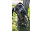 Adopt Hugo a Mastiff / Mixed Breed (Medium) / Mixed dog in Lagrange