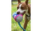 Adopt Odin a American Pit Bull Terrier / Mixed dog in Lagrange, IN (41016460)