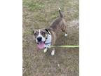 Adopt Bo a Brown/Chocolate - with White Labrador Retriever / Basset Hound /