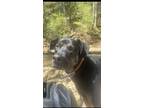 Adopt Melo a Brown/Chocolate - with Black German Shepherd Dog / Mutt / Mixed dog