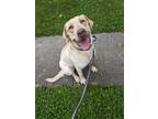 Adopt Alonso a Labrador Retriever / Mixed dog in Johnston, IA (40916454)