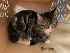 Adopt Skittles a Domestic Mediumhair / Mixed (short coat) cat in Crossville