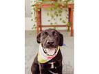Adopt MM Bosque a Labrador Retriever / Mixed dog in Wharton, TX (41313917)