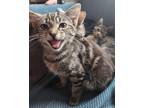 Adopt Hawthorn a Brown Tabby Domestic Shorthair (short coat) cat in Bardstown
