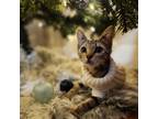 Adopt Aspen a Brown Tabby Domestic Shorthair (short coat) cat in Bardstown