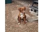Adopt Alberta (Birdie) a Brown/Chocolate - with White Labrador Retriever /