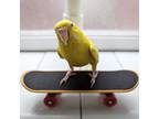 Adopt Annie a Budgie bird in St. Louis, MO (38595308)