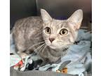 Adopt Kaya a Gray, Blue or Silver Tabby Domestic Shorthair (short coat) cat in