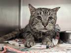 Adopt Jenkins a Brown Tabby Domestic Shorthair / Mixed Breed (Medium) / Mixed