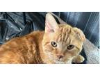 Adopt Snickers (BONDED PAIR) a Orange or Red Tabby Domestic Shorthair / Mixed