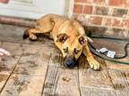 Adopt Dot a Tan/Yellow/Fawn - with Black Belgian Malinois / Black Mouth Cur dog