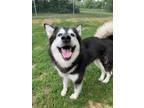 Adopt Thora a Black - with White Alaskan Malamute / Mixed dog in Marion