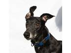 Adopt Bill a Black Greyhound / Mixed dog in Woodinville, WA (39826134)