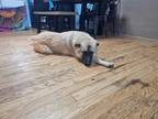Adopt Trenton a Brown/Chocolate - with Black German Shepherd Dog dog in Long