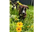Adopt Asling - Permanent Foster - Prudence Puppy a Black - with White Boxer /