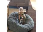 Adopt Bennie a Brown/Chocolate Rhodesian Ridgeback / Terrier (Unknown Type