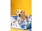 Adopt St Luke a Tan/Yellow/Fawn Catahoula Leopard Dog / Hound (Unknown Type) /
