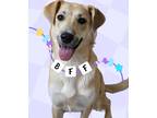 Adopt Sasha (formerly Sandy) a White Golden Retriever / Greyhound dog in