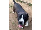 Adopt Reindeer a Staffordshire Bull Terrier / Mixed Breed (Medium) / Mixed dog