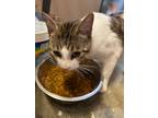 Adopt Paco a American Shorthair / Mixed (short coat) cat in New Braunfels