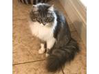 Adopt Isabelle (Izzy) a Maine Coon / Mixed (long coat) cat in New Braunfels