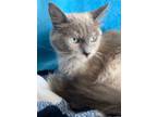 Adopt Nymeria a Ragdoll / Mixed (long coat) cat in New Braunfels, TX (40926817)