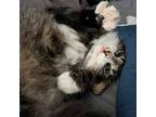 Adopt NadiaBella a Maine Coon / Mixed (long coat) cat in New Braunfels