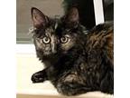 Adopt Andromeda a Maine Coon / Mixed (short coat) cat in New Braunfels