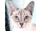 Adopt Stormy a Siamese / Mixed (short coat) cat in New Braunfels, TX (40506096)