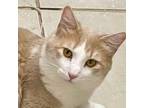 Adopt Paris a Maine Coon / Mixed (long coat) cat in New Braunfels, TX (40506018)