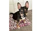 Adopt Missy a Black - with Brown, Red, Golden, Orange or Chestnut Corgi /