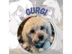 Adopt Gurgi a White Lhasa Apso / Poodle (Miniature) dog in Plymouth