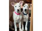 Adopt Jazzy Jill - CP a Hound (Unknown Type) / Jack Russell Terrier / Mixed dog