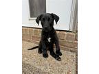 Adopt Kylo/ Clyde~ a Black Labrador Retriever / Standard Schnauzer / Mixed dog